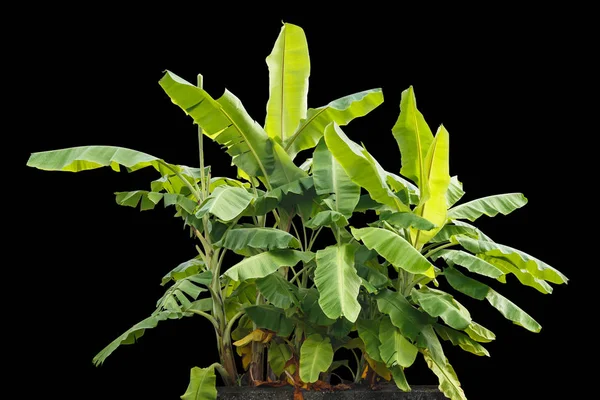 Taze Tay siyah izole muz ağacı ekili. Kaydedilen 