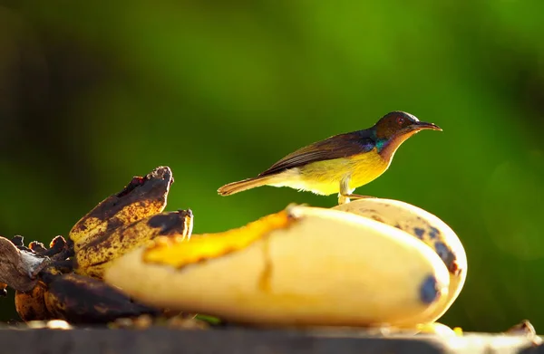 Mały ptak jedzenia mango żółty owoc na drzewie — Zdjęcie stockowe