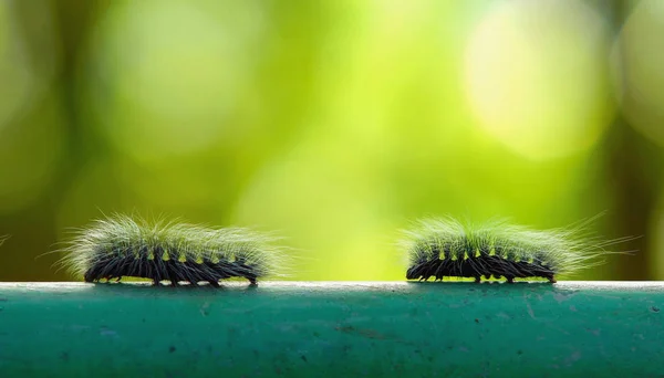 Makro chodzenie na stalowy pręt i zielona plama powrotem furry caterpillar — Zdjęcie stockowe