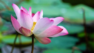 Su birikintisi bahçe dekorasyonu (Lotus u Pembe çiçek lotus