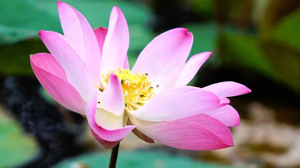 Pink bloom lotus flower in water pond garden decoration (Lotus u
