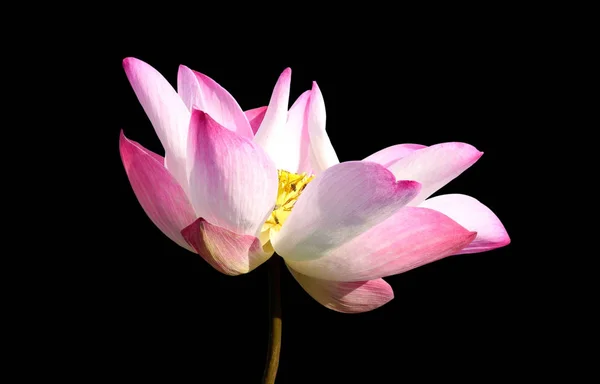 Krásné růžové Lotosový květ izolované na černém pozadí. Uloženo v s clippi — Stock fotografie