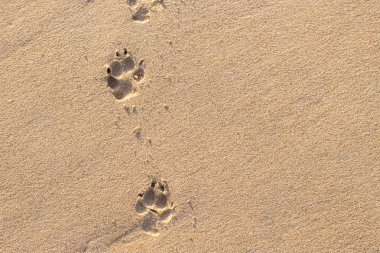 Köpek ayak izi tropikal plaj fotoğrafı 