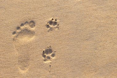 Köpek ayak izi tropik sahilde yanında insan ayak izi 