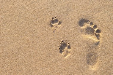 Köpek ayak izi tropik sahilde yanında insan ayak izi 