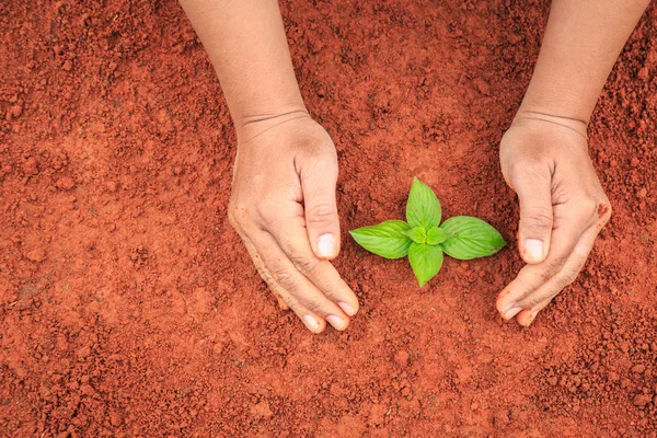 Close up hands of people holding soil and young plant. Ecology and growing plant concept