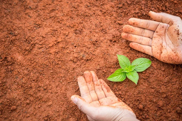 Close up hands of people holding soil and young plant. Ecology and growing plant concept