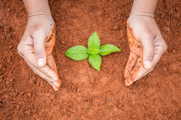 Close up hands of people holding soil and young plant. Ecology and growing plant concept