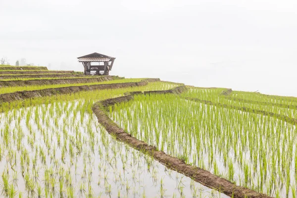 Pirinç terasları alanında Chiang Mai province, Baan Pa Bong Piang