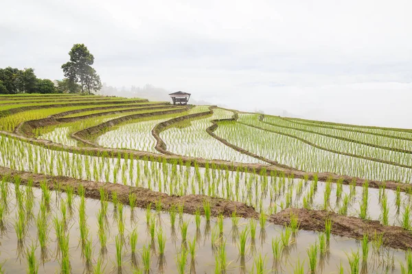 Pirinç terasları alanında Chiang Mai province, Baan Pa Bong Piang