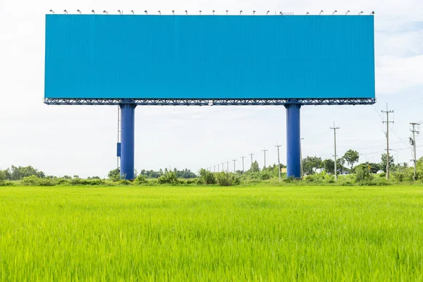 Grand panneau publicitaire bleu dans le champ de riz vert. pour la conception — Photo