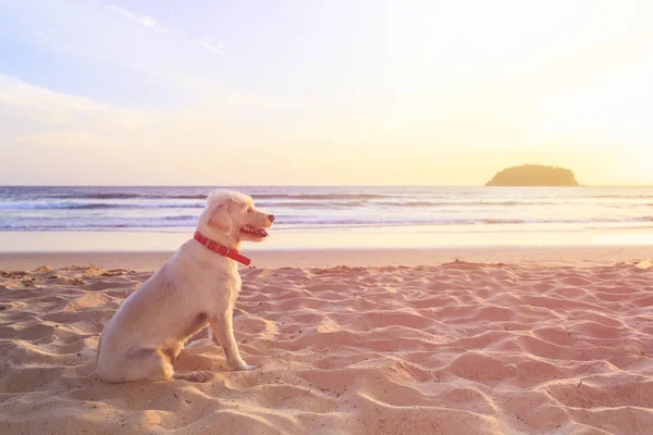 White dog sitting on the beach in sunset time — Stock Photo, Image