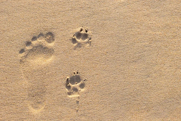 Köpek ayak izi tropik sahilde yanında insan ayak izi 