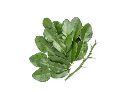 Ağaç veya Güney Afrika'da bir kabile kireç yaprakları Bergamot beyaz izole bırakır 