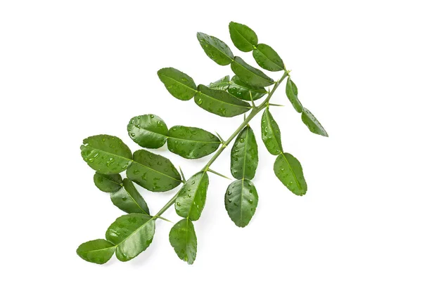 Φύλλα από περγαμόντο δέντρο ή Καφρός ασβέστη φύλλα απομονωθεί σε λευκό — Φωτογραφία Αρχείου