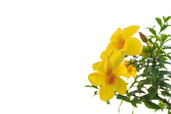 Sarı tropikal çiçek, altın trompet veya Allamanda. İzole o — Stok fotoğraf
