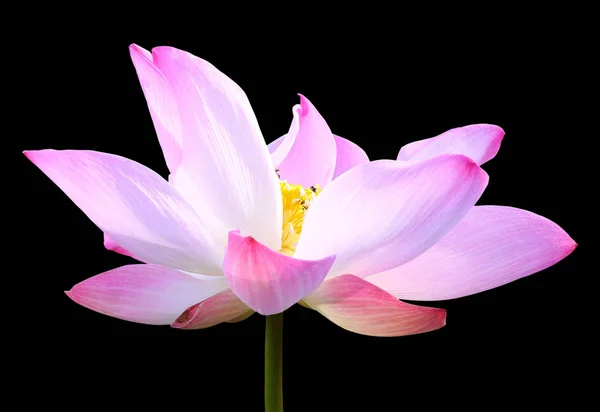 Bela flor de lótus rosa isolada em preto. Salvo com clippi — Fotografia de Stock