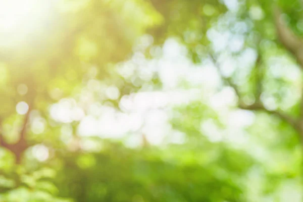 Verschwommen: grüner Abstrakt der unscharfen Natur Sonnenlicht mit Bokeh und — Stockfoto