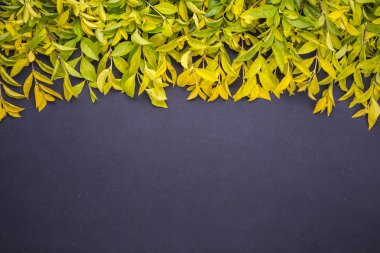 Sarı ve yeşil yaprak dalı. Siyah taş backgro üzerinde Üstten Görünüm