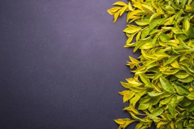 Sarı ve yeşil yaprak dalı. Siyah taş backgro üzerinde Üstten Görünüm