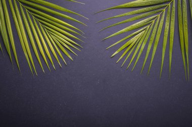 Palmiye yaprak siyah taş tahta üzerinde su damlası ile koyu yeşil