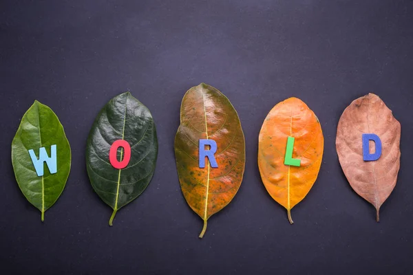 Colore diverso e l'età delle foglie del jackfruit albero foglie f — Foto Stock