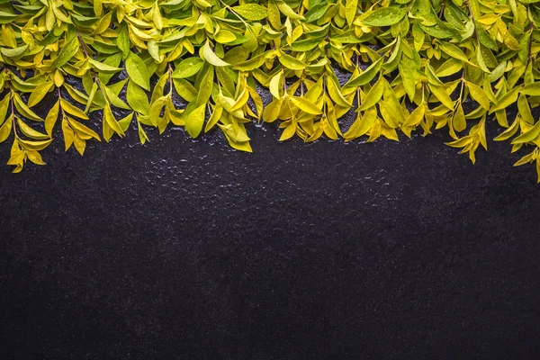 Żółty i zielony liść na oddział. Widok z góry na czarny kamień backgro — Zdjęcie stockowe