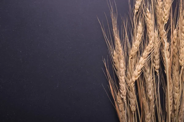 Sušené úrody pšenice na černé desce. S volným místem pro text nebo des — Stock fotografie