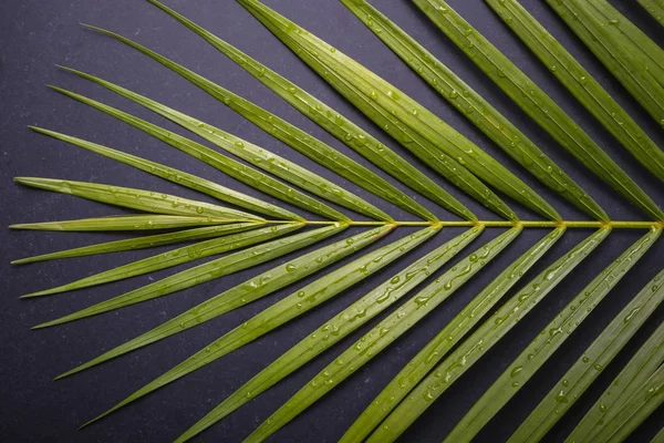Темно-зелене пальмове листя з краплями води на дошці з чорного каменю — стокове фото