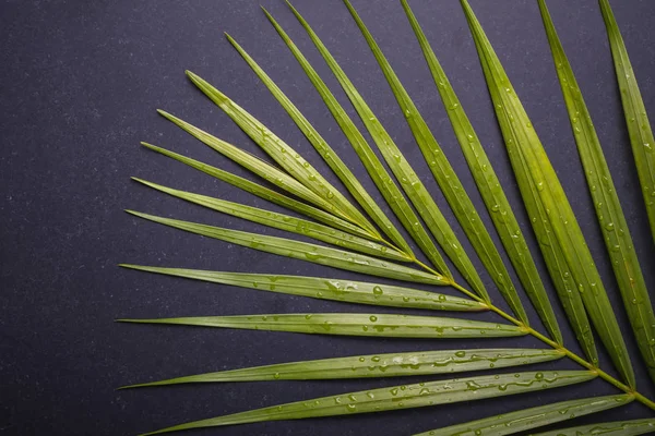 Tmavě zelená Palmový list s kapkou vody na černé kamenné desce — Stock fotografie