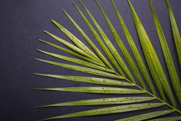 Dark green of palm leaf with water drop on black stone board — Stock Photo, Image