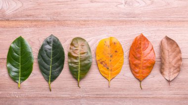 Farklı renk ve yaş yaprak nefesi ağacının yaprakları f