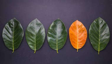 Farklı renk ve nefesi ağaç yaprakları koyu ve sarı