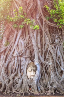 Kumtaşı baş Buda ağaç kök. Ayutthaya tarihi