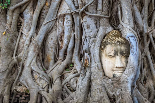 Testa di arenaria buddha in radice d'albero. Ad Ayutthaya Historic — Foto Stock