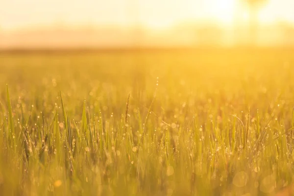 Soyut genç yeşil pirinç alan sabah zamanında — Stok fotoğraf