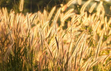 Güzel beyaz çimen çiçekler gündoğumu zaman bulanıklık ve doğa