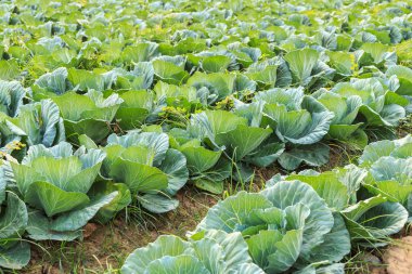 Genç yeşil sebze grupta lahana Kuzey Tayland 