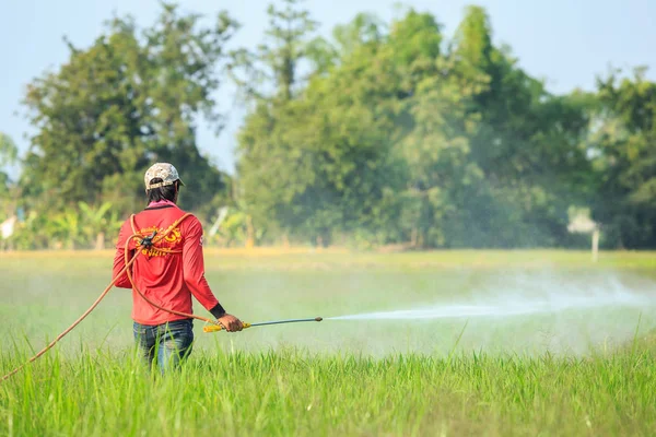 SUKHOTHAI, TAILANDIA - 6 DE ENERO DE 2018: Un pueblo no identificado rociando químicos al campo de arroz joven verde en Sukhothai el 6 de enero de 2018 . — Foto de Stock