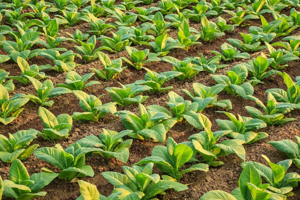 Fábrica de tabaco verde jovem no campo na província de Sukhothai norte — Fotografia de Stock