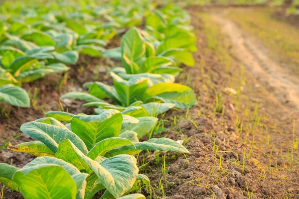 Jeune plant de tabac vert dans le champ de la province de Sukhothai au nord — Photo