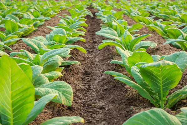 Giovane pianta di tabacco verde in campo nella provincia di Sukhothai nord — Foto Stock