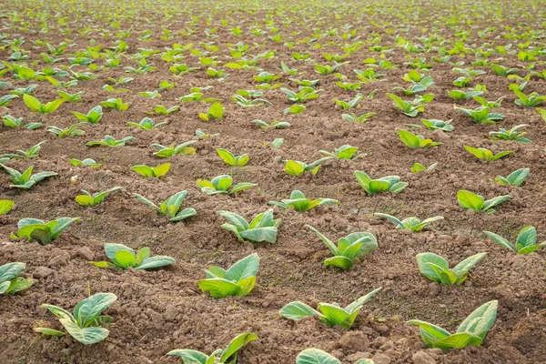 Jeune plant de tabac vert dans le champ de la province de Sukhothai au nord — Photo