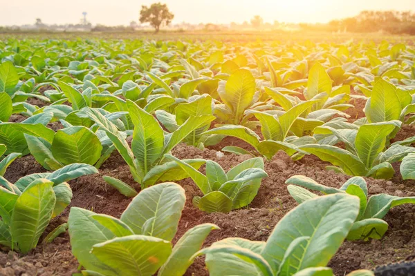 Young green tobacco plant in field at Sukhothai province norther — Stock Photo, Image