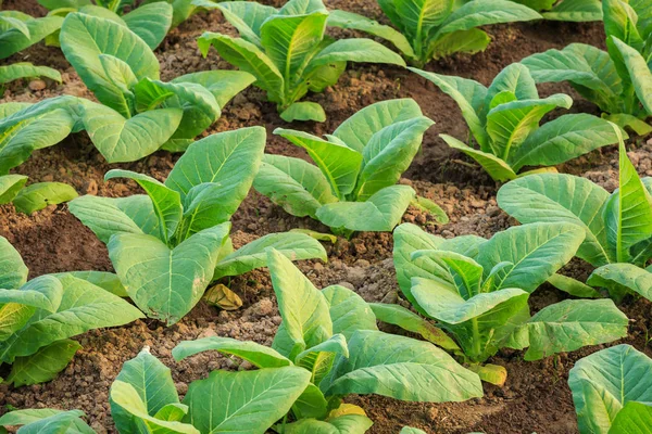 Young green tobacco plant in field at Sukhothai province norther — Stock Photo, Image