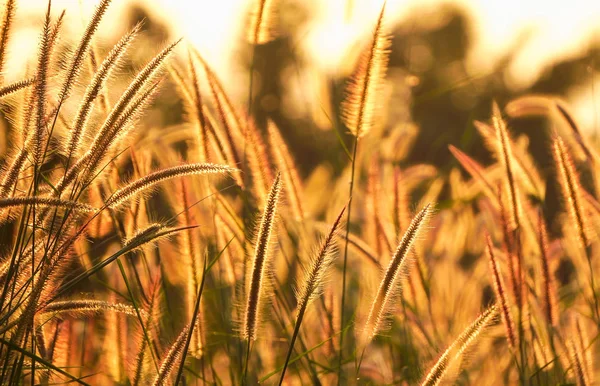 Belles fleurs d'herbe blanche au lever du soleil sur le flou et la nature — Photo