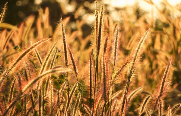 Belles fleurs d'herbe blanche au lever du soleil sur le flou et la nature — Photo