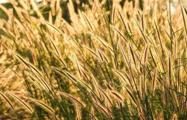 Mooie witte gras bloemen in sunrise tijd op onscherpte en natuur — Stockfoto