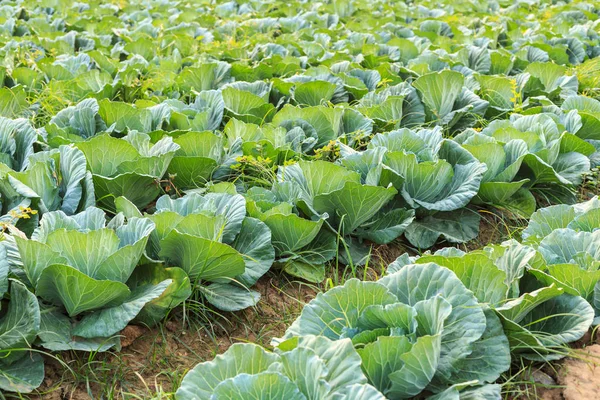 Young green cabbage in vegetable farm in northern of Thailand — Stock Photo, Image