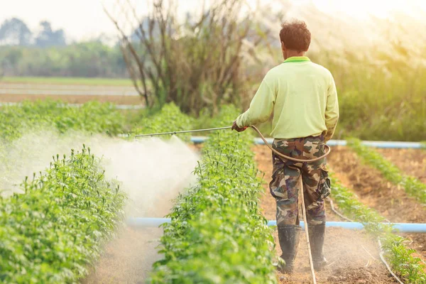 Local Thai farmer or gardener spraying chemical in Marigold flow — Stock Photo, Image